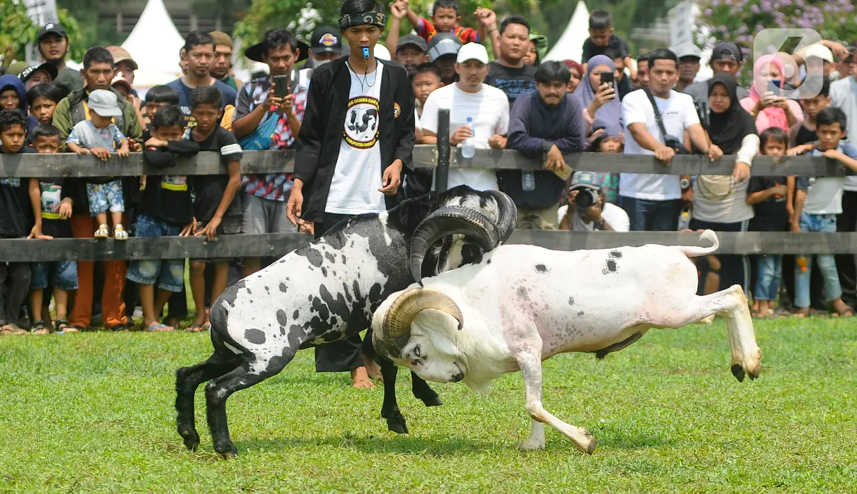 Warga menyaksikan ketangkasan domba Garut saat kegiatan Festival Ternak dan Seni Ketangkasan Domba Garut (SKDG) di halaman Stadion Pakansari, Cibinong, Bogor, Jawa Barat, Minggu (12/11/2023). (merdeka.com/Arie Basuki)
