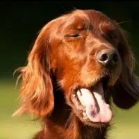 Kamu pernah melihat hewan bersin? Kalau belum, simak artikel ini sampai habis! :D