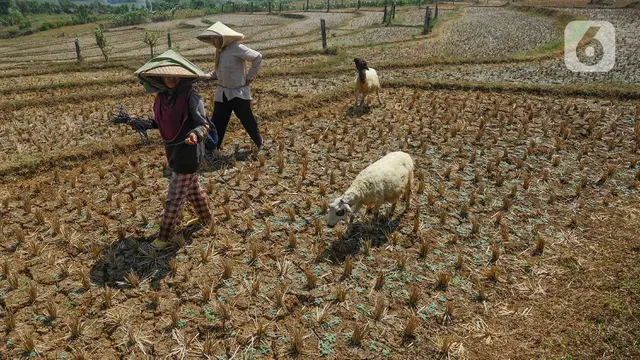 Kemarau Panjang Akibat El Nino