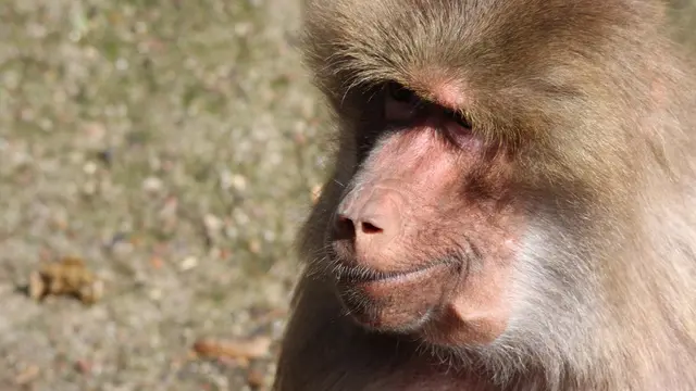 Ilustrasi monyet baboon | pxhere.com