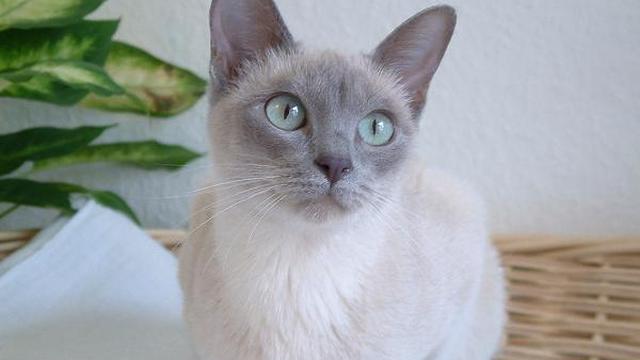 Tonkinese