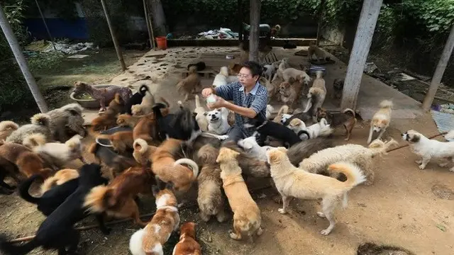 Penyelamat Anjing Liar di China