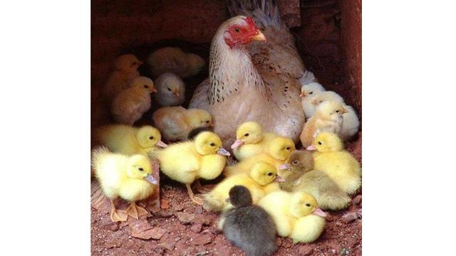 Kelakuan ayam (Sumber: Brightside)