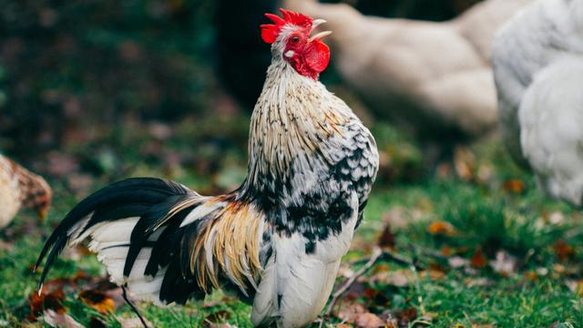 Ilustrasi ayam jantan