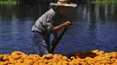 Pekerja mengangkut Marigold dengan perahu melalui Kanal Xochimilco di pinggiran Mexico City, Meksiko, 13 Oktober 2021. Di Meksiko, Marigold juga dikenal sebagai cempasúchil atau bunga kematian dan digunakan pada perayaan Day of the Dead atau Hari Kematian setiap 2 November. (AP Photo/Marco Ugarte)