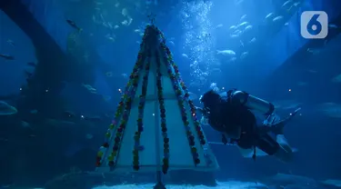 Penyelam melintasi pohon Natal yang terbuat dari bahan daur ulang di Jakarta Aquarium dan Safari, Sabtu (19/12/2020). Jakarta Aquarium dan Safari menghias pohon Natal dari bahan daur ulang mulai 20-27 Desember 2020 untuk memperingati perayaan Natal. (merdeka.com/Imam Buhori)