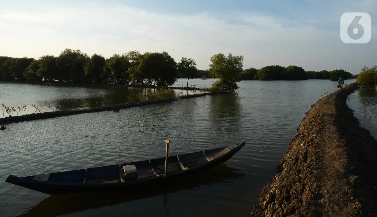 Foto udara suasana Kampung Beting, Desa Pantai Bahagia, Kecamatan Muara Gembong, Bekasi, Jawa Barat, Sabtu (28/8/2021). Kenaikan air laut mengubah semuanya perlahan-lahan. (merdeka.com/Imam Buhori)