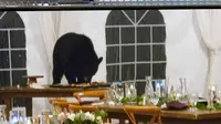 Seekor beruang masuk ke sebuah pesta pernikahan di Colorado, AS dan ikut makan. (Twitter/@Rodeshow1)