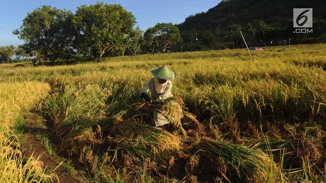 Harga Gabah Kering Turun