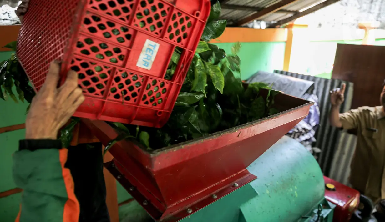 Petugas Sudin Lingkungan Hidup Jakarta Pusat melakukan pengolahan sampah daun di TPS 3R Ketapang Satpel Lingkungan Hidup Kecamatan Gambir, Jakarta, Rabu (22/2/2023). TPS 3R Ketapang Satpel Lingkungan Hidup Kecamatan Gambir itu dapat mereduksi atau mengurai sampah organik menjadi kompos sebanyak 200-300 kilogram per hari. (Liputan6.com/Faizal Fanani)