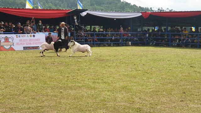 Dua ekor domba Garut nampak tengah mengaku ketangkasan dipimpin seorang juri di lapangan dalam kejuaraan Adu Ketangkasan Domba Garut Kapolres Cup 2022. (Liputan6.com/Jayadi Supriadin)