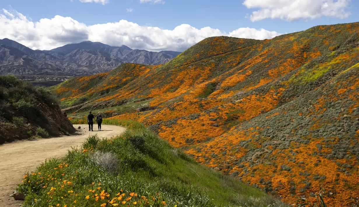 Pasangan melintas di jalan setapak di antara bunga poppy yang mekar di Danau Elsinore, California pada 8 Maret 2019. Pada dasarnya Poppy adalah tumbuhan herbal yang kerap ditanam karena bunganya berwarna-warni. (Photo by Maro SIRANOSIAN / AFP)