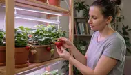 Cara Menanam Stroberi di Dalam Ruangan, 7 Langkah untuk Panen Buah Segar Setiap Hari