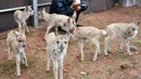 Seorang staf memberi makan bayi antelop Tibet di stasiun perlindungan Danau Zonag di Hoh Xil, Provinsi Qinghai, China (16/7/2020). Petugas patroli berhasil menyelamatkan 11 ekor bayi antelop Tibet di cagar alam nasional Hoh Xil pada tahun ini. (Xinhua/Xue Yubin)