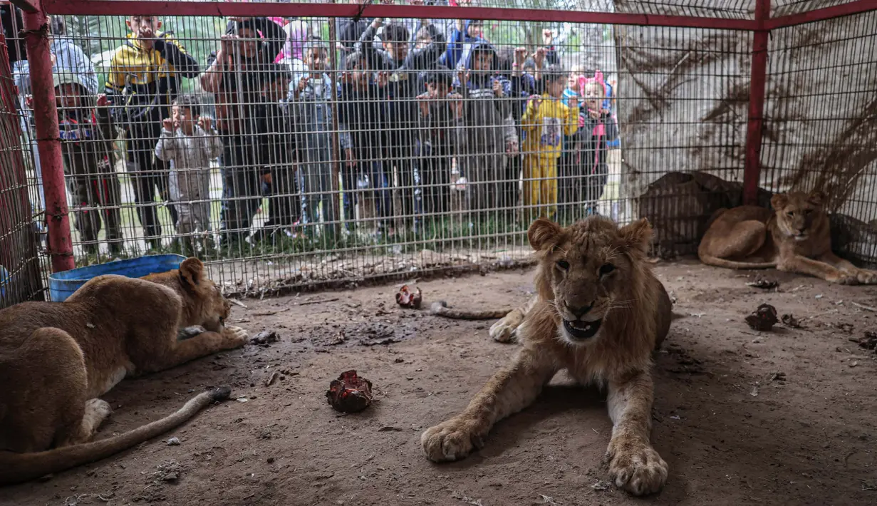 Singa terlihat di kandangnya di kebun binatang di Rafah, Jalur Gaza Selatan, pada 2 Januari 2024. (Foto: AFP)