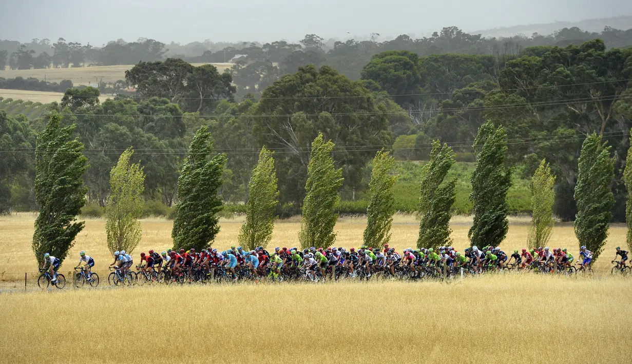 Para pebalap melintasi Barossa Valley dalam kejuaraan balap sepeda Tour Down Under Etape 1 dari Prospect menuju Lyndoch di Adelaide, Australia, (19/1/2016). (AFP/David Mariuz)