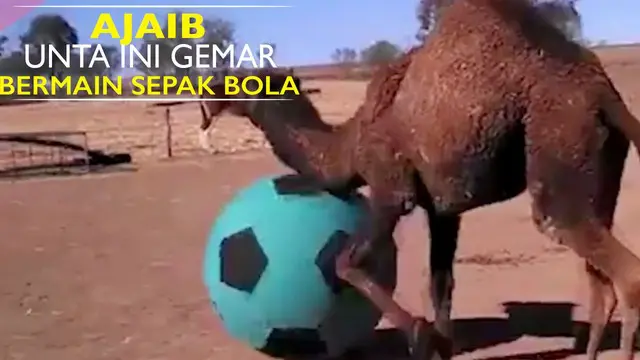 Video peristiwa unik saat seekor unta gemar bermain sepak bola di peternakan.
