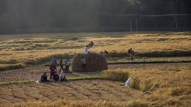 Kesibukan Petani Kashmir Saat Panen Padi