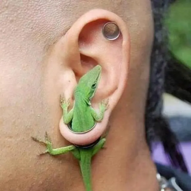7 Potret Anting Nyeleneh Bertema Hewan Ini Antimainstream