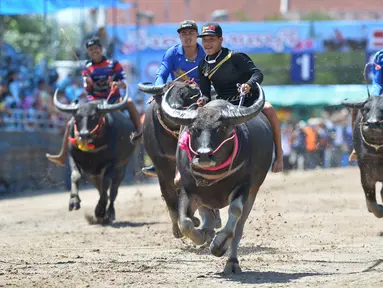 Para peserta berkompetisi dalam balap kerbau di Chonburi, Thailand, pada 1 Oktober 2020. Ratusan kerbau mengikuti festival balapan yang digelar setiap Oktober di kalangan petani untuk merayakan panen padi. (Xinhua/Rachen Sageamsak)