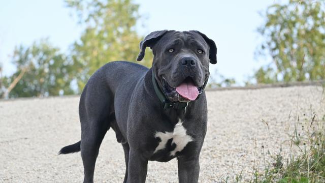 Cane Corso