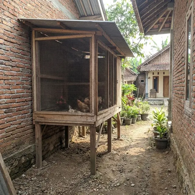 Kandang Ayam Panggung Tahan Banjir untuk Halaman Sempit