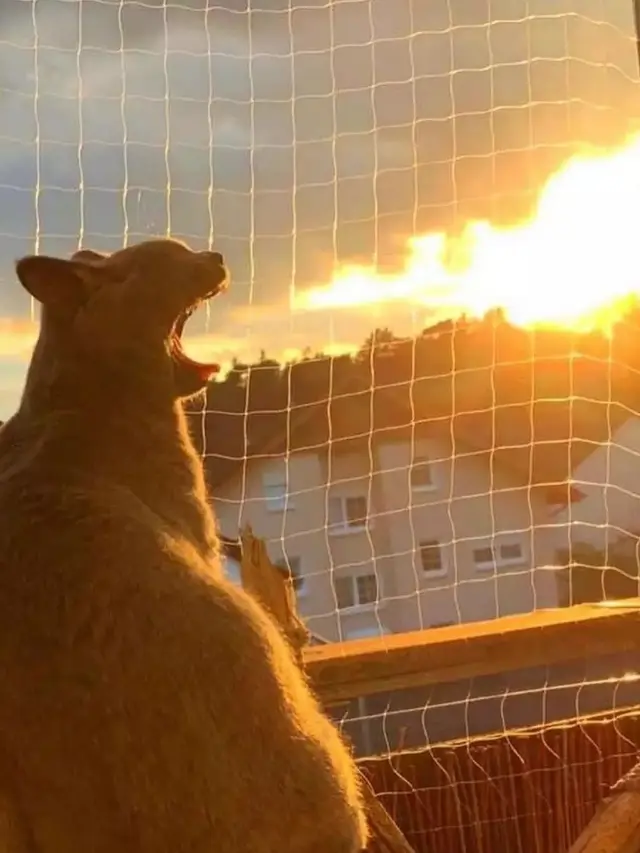 6 Momen Kebetulan Kucing Terjepret Kamera Ini Ciptakan Ilusi Optik