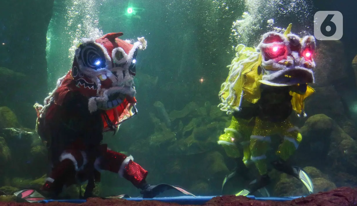 Sejumlah penampil menunjukkan atraksi barongsai di dalam akuarium Sea World Ancol, Jakarta, Rabu (18/1/2023). Pertunjukan barongsai bawah air tersebut merupakan rangkaian Ancol Lunar Fest 2023 dalam rangka menyambut Tahun Baru Imlek 2574 Kongzili. (Liputan6.com/Herman Zakharia)