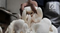 Petani saat menimbang jamur tiram di kawasan Pulo Kambing, Jakarta, Rabu (26/12). Musim penghujan membuat produksi jamur tiram meningkat dari bulan biasa. (Merdeka.com/Iqbal S. Nugroho)