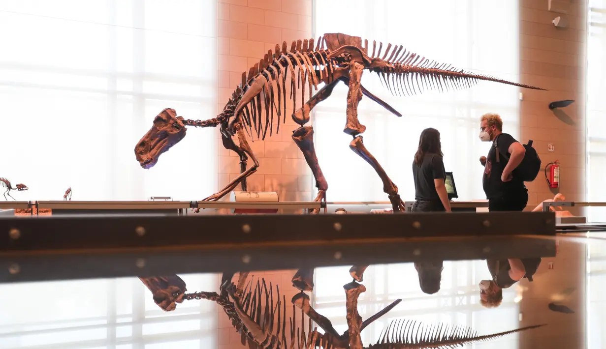 Orang-orang mengamati dinosaurus yang dipamerkan di Museum Institut Ilmu Pengetahuan Alam Kerajaan Belgia di Brussel, Belgia (15/9/2020). Museum ini membuka rute satu arah baru untuk menawarkan kepada publik cara yang aman untuk berkunjung di tengah pandemi COVID-19. (Xinhua/Zheng Huansong)