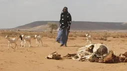 Bangkai ternak tampak di padang pasir daerah kota Hargeysa selatan, Somalia, (7/4).Berkurangnya volume air membuat sejumlah hewan ternak mati. (REUTERS / Feisal Omar)