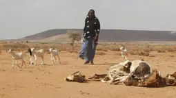 Bangkai ternak tampak di padang pasir daerah kota Hargeysa selatan, Somalia, (7/4).Berkurangnya volume air membuat sejumlah hewan ternak mati. (REUTERS / Feisal Omar)