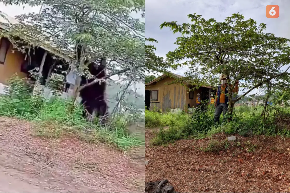 Orang Utan Raksasa