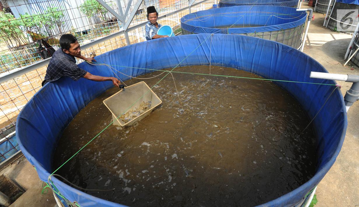 Foto Melihat Budidaya Lele Dengan Metode Probiotik Di Bogor Regional Liputan6 Com