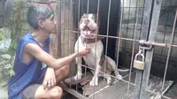 Anjing Pitbull bernama Julio Cesar alias Sapi itu dikarantina di tempat penitipan anjing mitra polisi (Zainul Arifin/Liputan6.com)