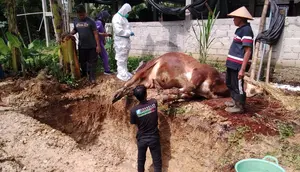 PMK Serang Ternak di Gunungkidul: 6 Sapi Mati Terpapar, 24 Ribu Dosis Vaksin Disiapkan