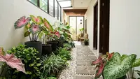 6 Ide Taman Mini di Lorong Rumah dengan Tanaman Berdaun Lebar, Bikin Hunian Terasa Teduh dan Menarik