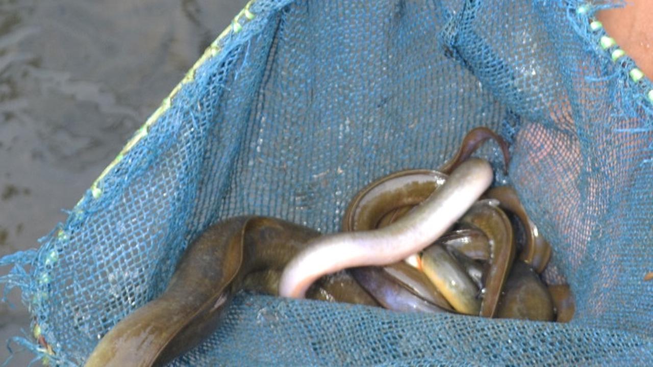 Budidaya Sidat. (Liputan6.com/Muhamad Ridlo)