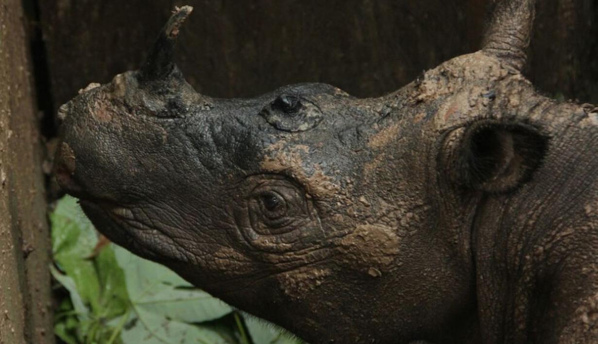 Seekor Badak Sumatera langka berada di tempat perlindungan di Kutai, dalam foto yang dirilis WWF pada Rabu (23/3). Keberadaan badak Sumatera di Kalimantan sempat dinyatakan punah karena terakhir kali terlihat 40 tahun lalu. (Ari Wibowo/WWF-INDONESIA/AFP)