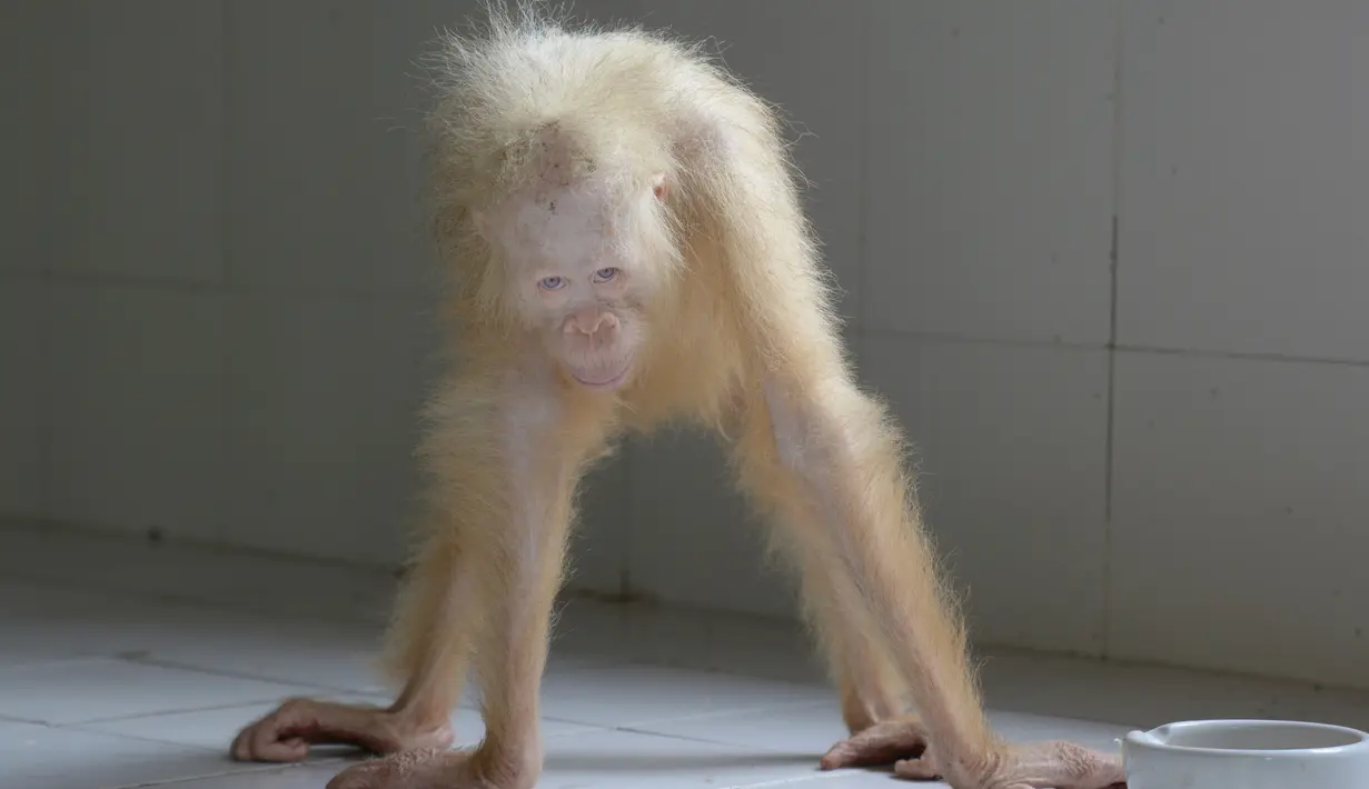 Orangutan albino ini diperkirakan berusia 5 tahun, berjenis kelamin betina dan sub spesies dari Pongo Pygmaeus Rumbii, dari Kalteng, Rabu (3/5). (AP/Indrayana/BOSF)