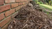7 Cara Membedakan Sarang Ular dan Sarang Biawak di Sekitar Rumah, Wajib Waspada