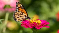 Kupu-kupu cantik. (Shutterstock)