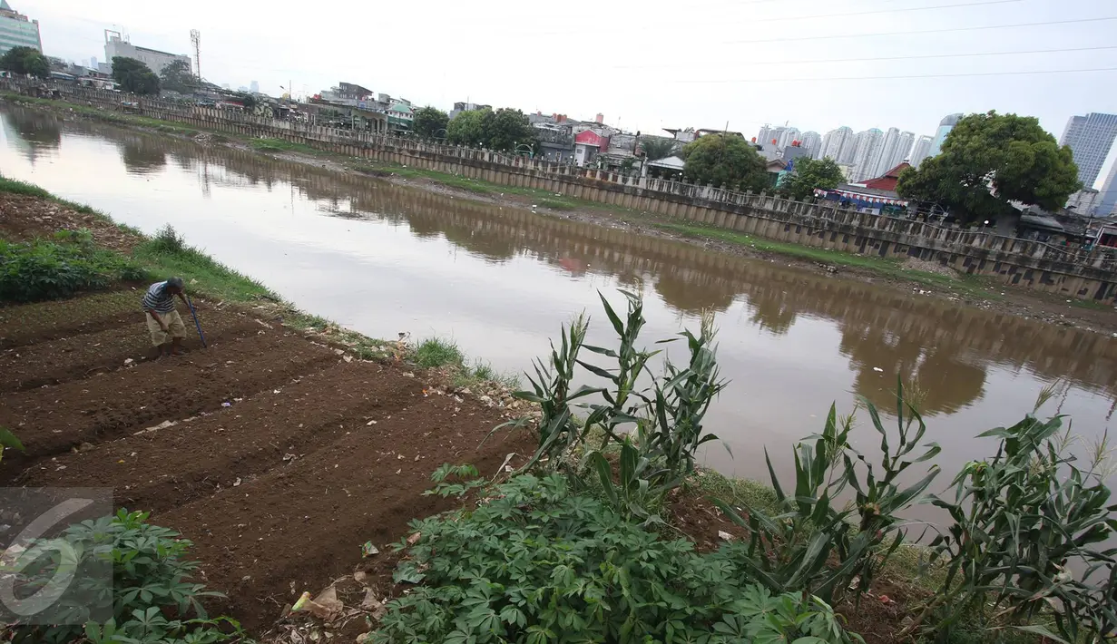 Warga merawat tanaman kangkung yang ditanam di bantaran Kanal Banjir Barat, Jakarta, Rabu (29/3). Adanya lahan kosong di kawasan tersebut dimanfaatkan warga untuk bercocok tanam. (Liputan6.com/Immanuel Antonius)