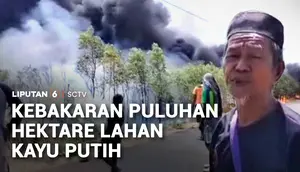 Kebakaran Puluhan Hektare Lahan Kayu Putih