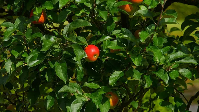 Tempat Wisata Petik Buah di Malang