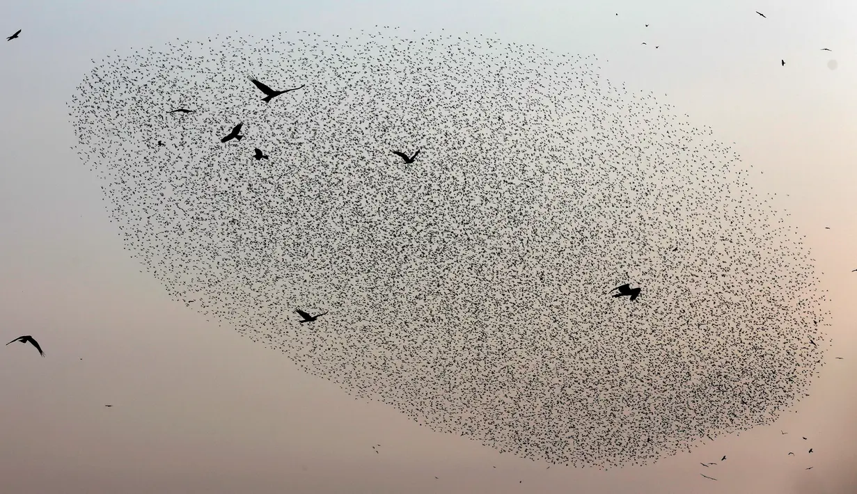 Gambar pada 2 Januari 2020, migrasi burung jalak terbang berkelompok membentuk pola sebelum hinggap untuk beristirahat di wilayah Jordania, Tepi Barat. Fenomena ini disebut murmuration, yakni ketika kawanan besar burung migran membentuk pola penerbangan. (MENAHEM KAHANA/AFP)
