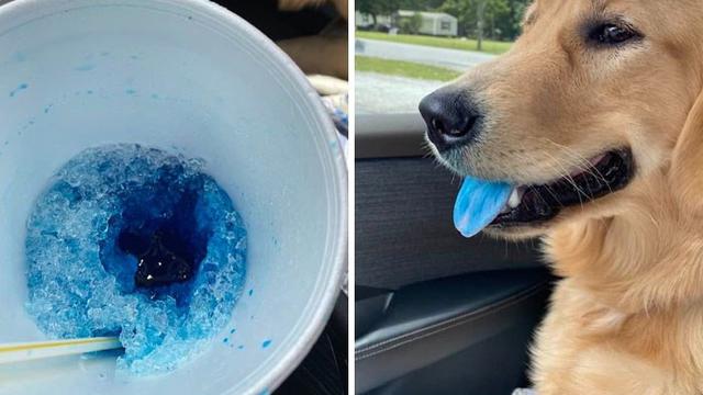 10 Potret Hewan Peliharaan saat Ketahuan Mencuri Makanan Ini Bikin Gemas