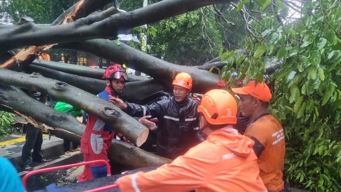 Pohon Besar Tumbang Timpa 5 Mobil di Dharmawangsa, 1 Orang Meninggal Dunia