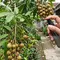 Cara Mengusir Semut dari Tanaman Buah Tanpa Merusak Daun, Metode Aman dan Ampuh
