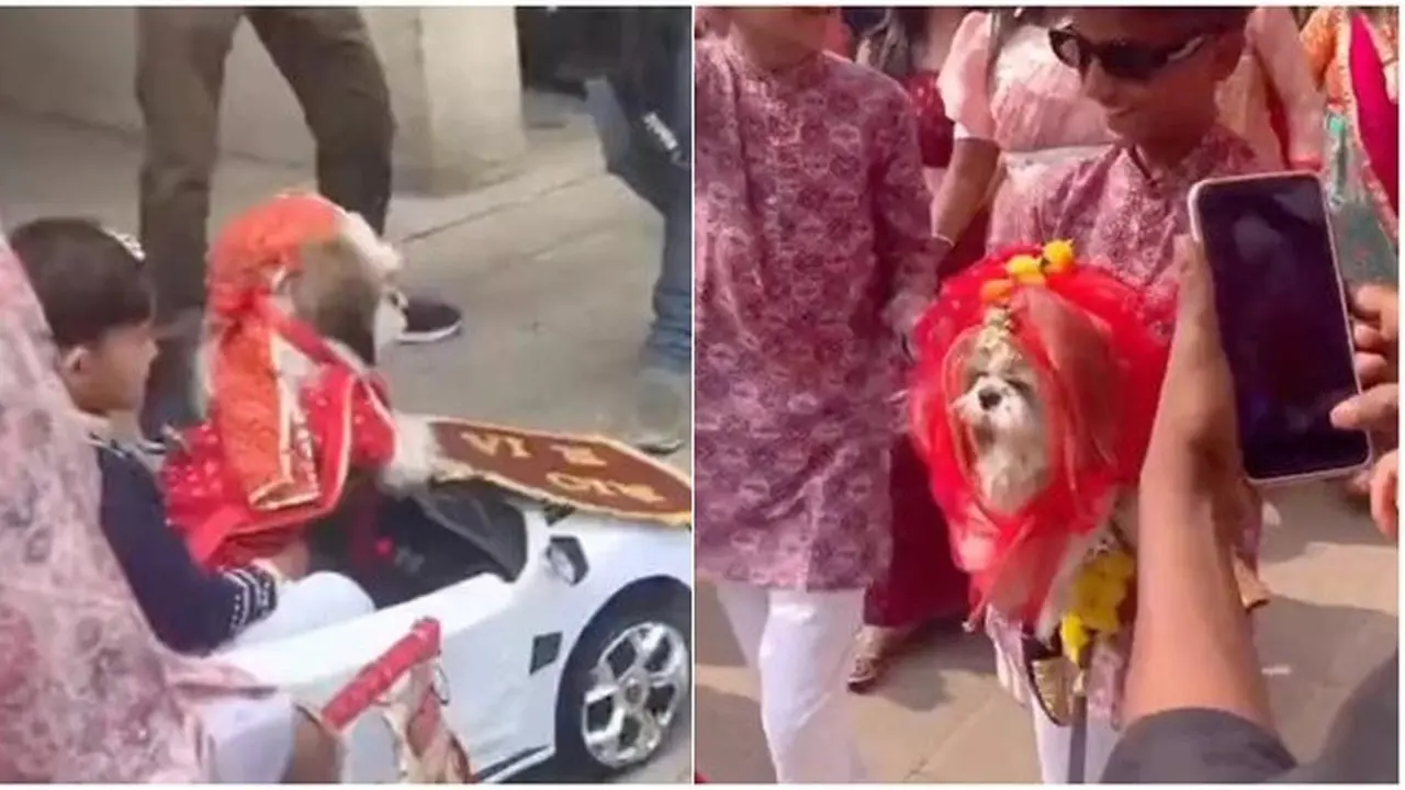 Momen Unik Pernikahan Anjing yang Digelar Meriah, Dihadiri 500 Tamu Undangan